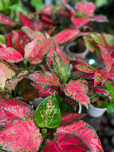How to Care for Red Lipstick Aglaonema: The Ultimate Indoor Guide